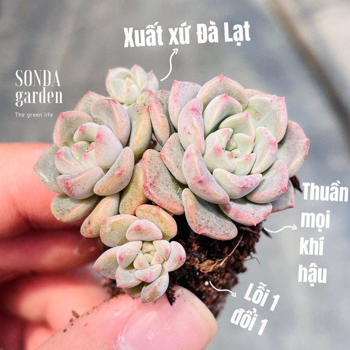 Sen đá diệp hà SONDA GARDEN size mini 2.5-4cm, xuất xứ Đà Lạt, khoẻ đẹp, lỗi 1 đổi 1