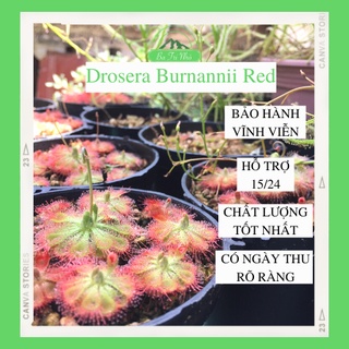 Cây bắt mồi ăn thịt côn trùng gọng vó đồng tiền bèo đất Drosera Burmannii (hạt giống Sơ cấp) Ba Tri Nhỏ BTN01