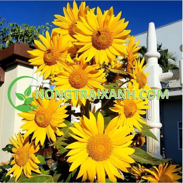 30H - HẠT GIỐNG HOA HƯỚNG DƯƠNG THÁP VÀNG SIÊU NHIỀU HOA
