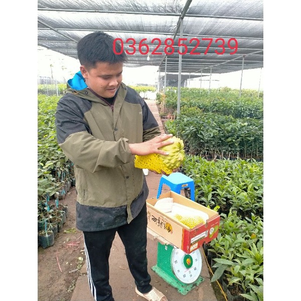 CÂY GIỐNG NA SẦU RIÊNG F1 QUẢ TO NĂNG SUẤT CAO