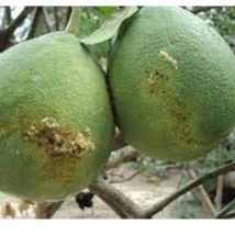 Thuốc sinh học E260.Đặc trị các loại côn trùng chích hút đã kháng thuốc.Gói 5gam