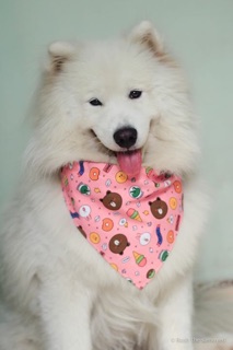 Khăn yếm hoạt hình cute cho Cún