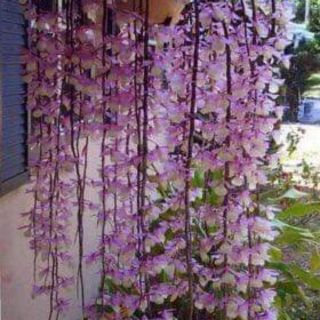 Hạc vỹ và tam bảo sắc