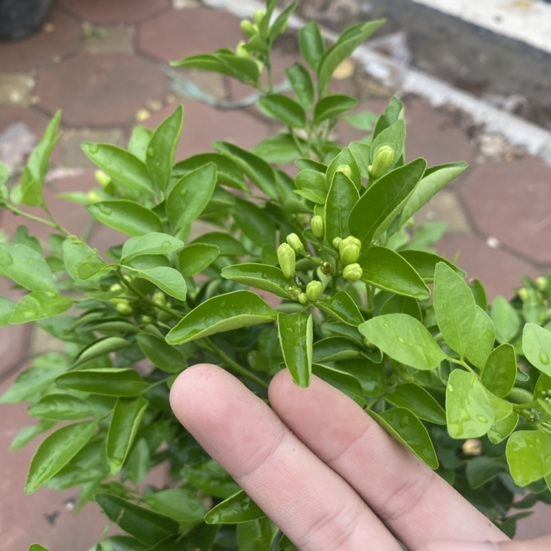 Cây nguyệt quế cao 30-40cm tán xum hoa thơm ngào ngạt