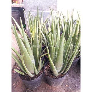 Cây nha đam (cây lô hội) trồng sân vườn