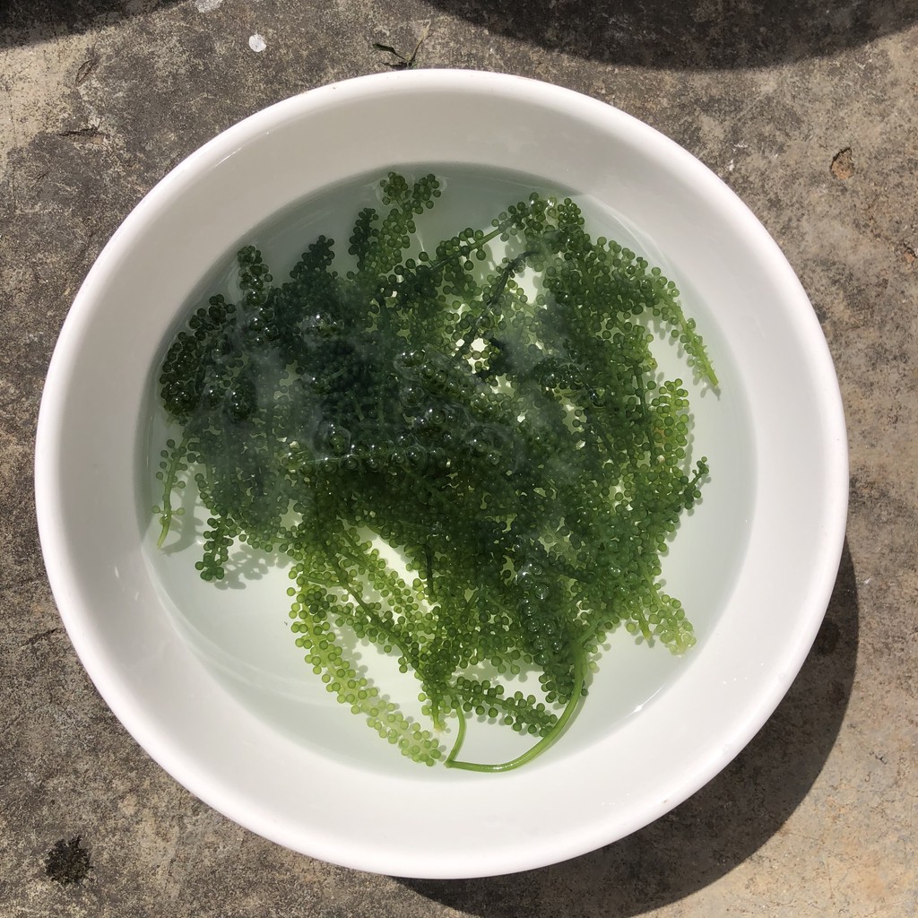 RONG NHO TÁCH NƯỚC AHICHI