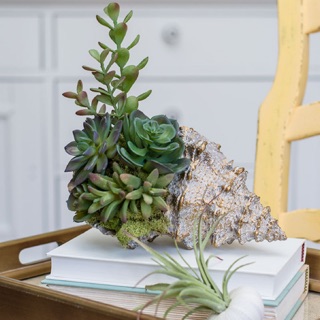 Vỏ ốc trồng cây cảnh