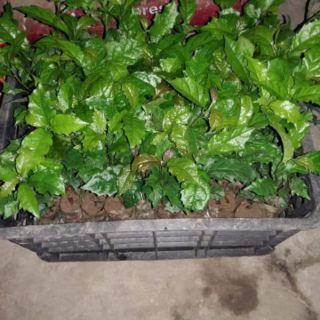 Cây xạ đen giống đóng bầu