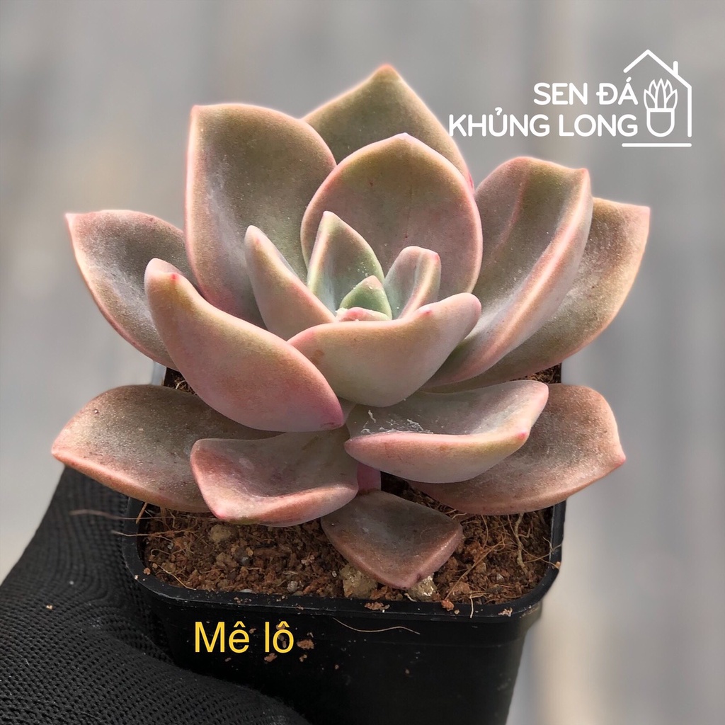 Sen đá Mê lô - graptoveria albert baynes