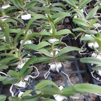Đai châu giống đủ màu