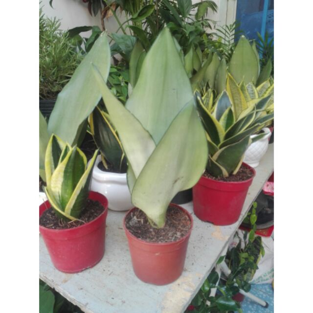 Lưỡi hổ Bạch Kim (bạc)