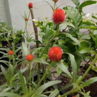 HẠT GIỐNG CÚC BÁCH NHẬT ĐỎ THÁI LAN