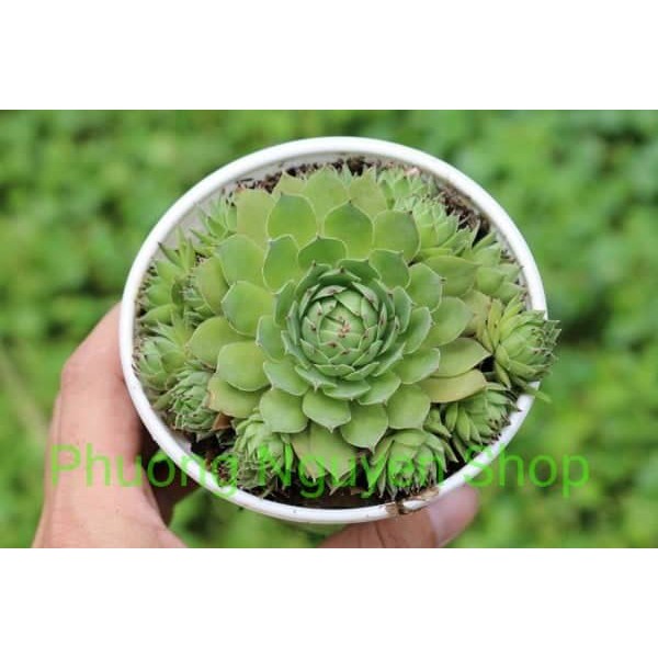 Sen Đá Phật Bà Bụi - Loại Trung