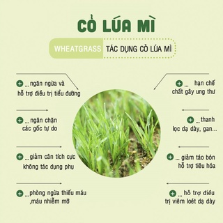Bột Cỏ Lúa Mì Hữu Cơ Dalahouse