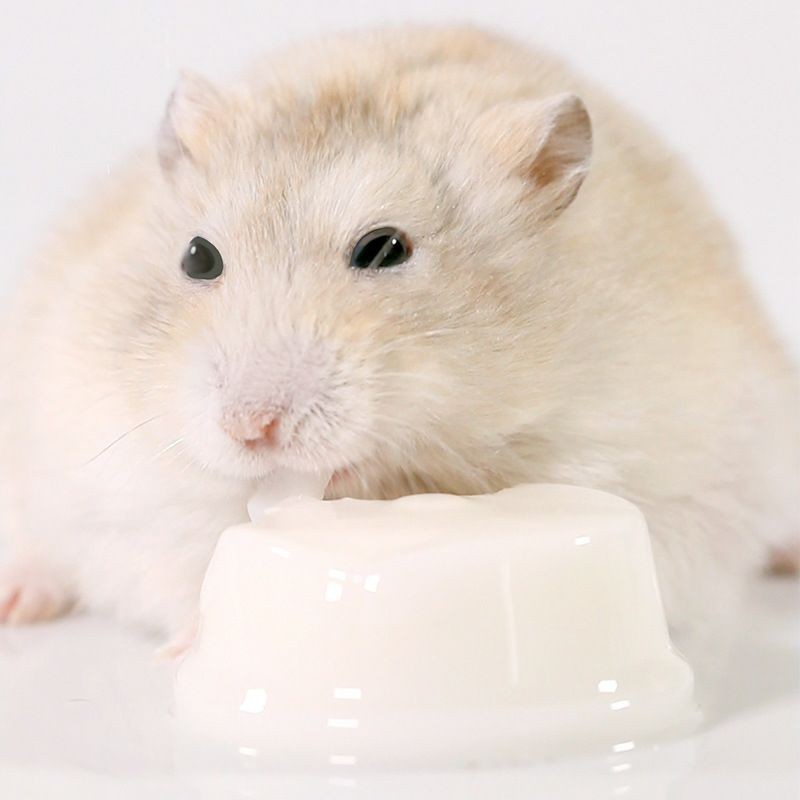 Pudding sữa dê cho Hamster và thú cưng nhỏ