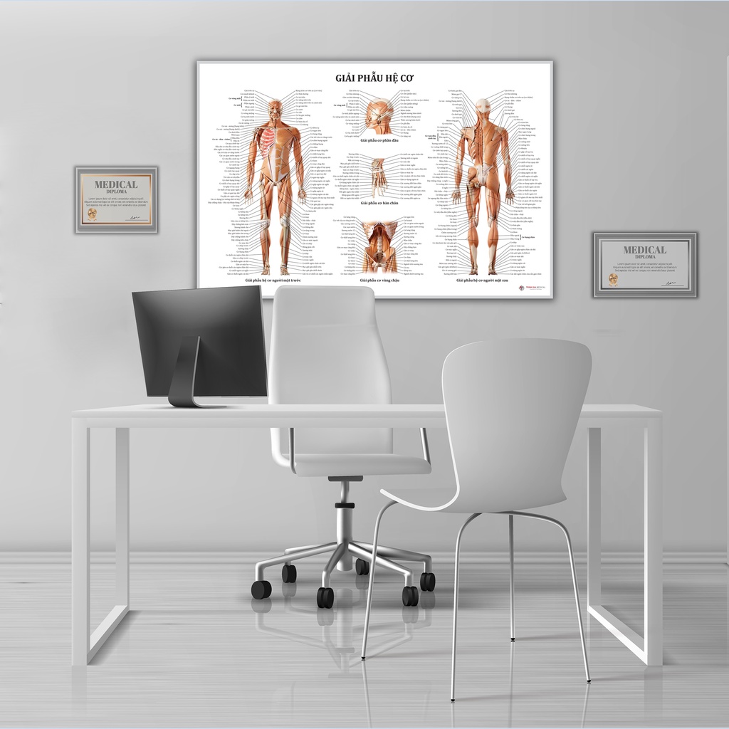 Tranh giải phẫu Hệ cơ - 50x75cm - Decal dán