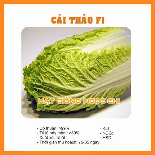 Hạt Giống Rau Cải Thảo - 0.5Gr