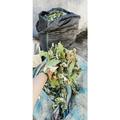 Lá sen quê thơm nức 500gr nhiều lắm giảm cân