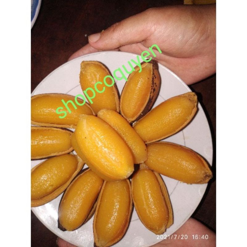 Cây chuối sáp con