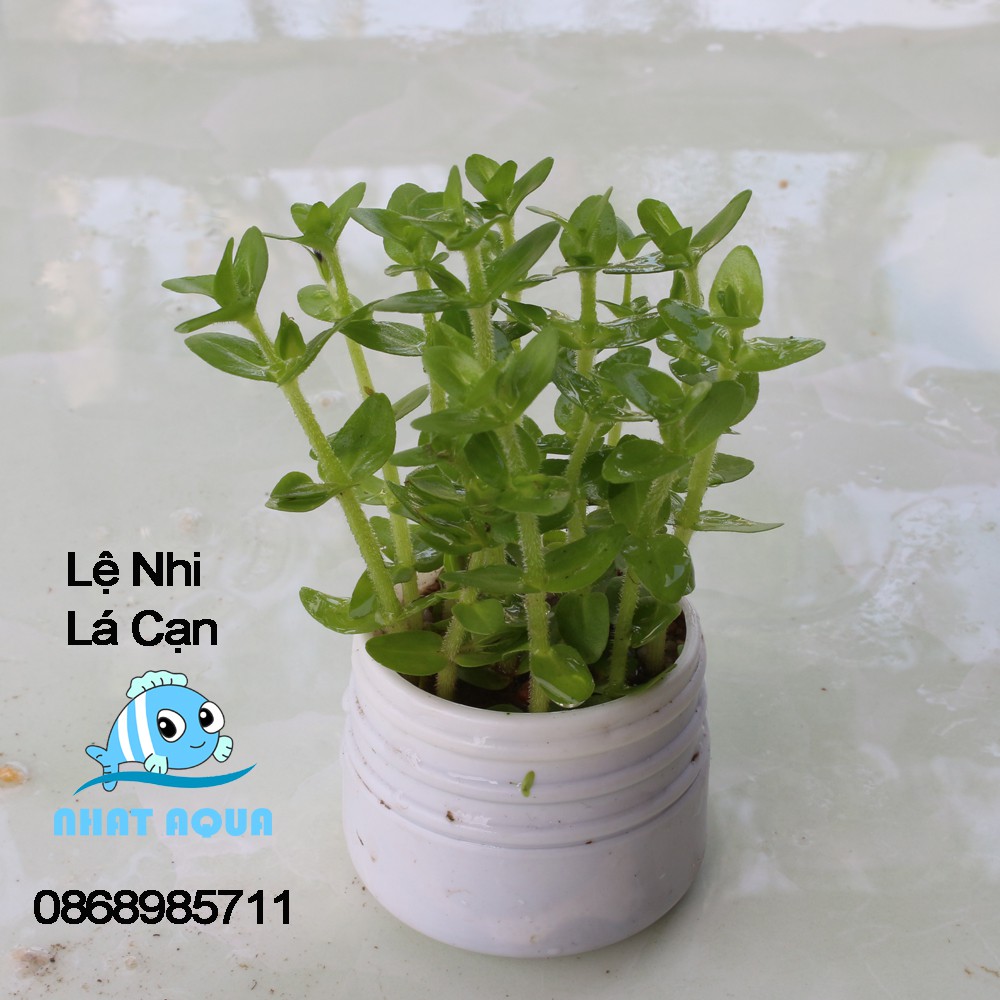 Cây thủy sinh Lệ Nhi (lá cạn)