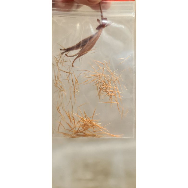 Hạt cây nắp ấm ( Nepenthes viking north x wing black )