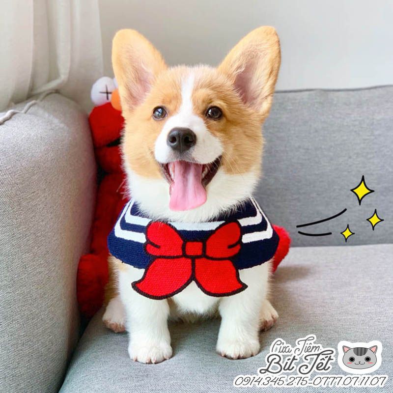 Vòng cổ cho chó. Yếm đeo cổ chó mèo 🐶FREESHIP🐱 Siêu Đáng Yêu✔️ Chất Liệu Cao Cấp✔️ Thoải Mái Dễ Chịu✔️