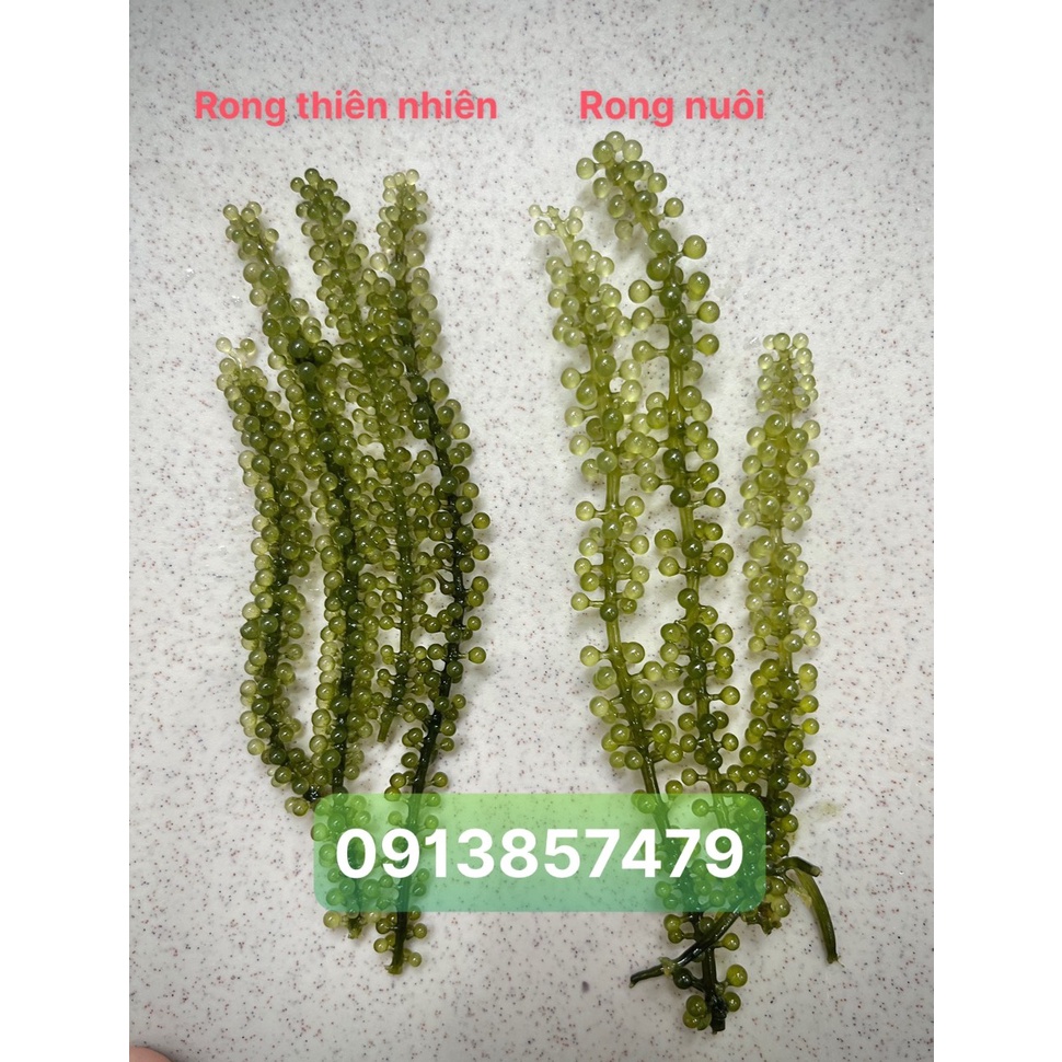 Rong nho tươi, rong biển, tách nước loại 1 500gr