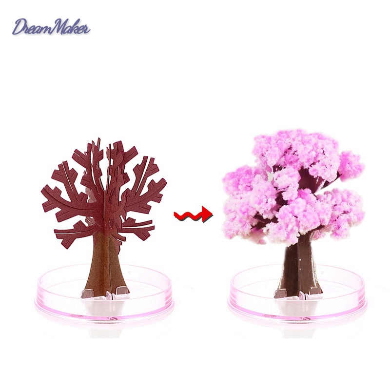Cây giấy nở hoa anh đào thần kỳ | BigBuy360 - bigbuy360.vn