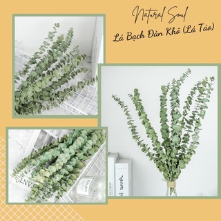 Lá Bạch Đàn Khô- Lá Khuynh Diệp Trang Trí- Phụ Kiện Chụp Ảnh- Decor Trang Trí - Shop Natural Soul