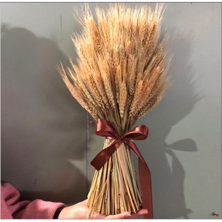 Bộ 50 Bông Lúa Mạch Khô Decor Trang Trí