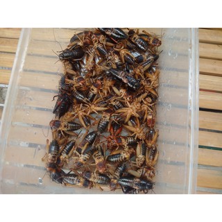 Khay trứng giống dế vàng