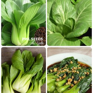 [PWL SEEDS] GREEN BOK CHOY - CẢI THÌA XANH TRUNG QUỐC, HẠT GIỐNG 400+ HẠT/ỐNG