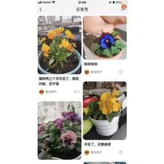 Hạt giống hoa Pansy Ocean Blue