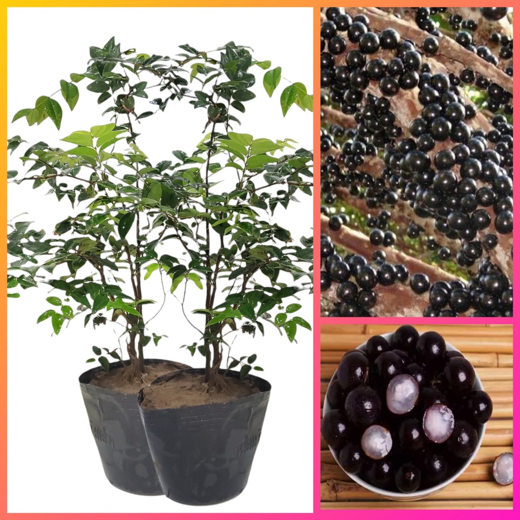 Cây giống Nho Thân Gỗ Cao 50cm_ Cây khoẻ nhanh cho trái
