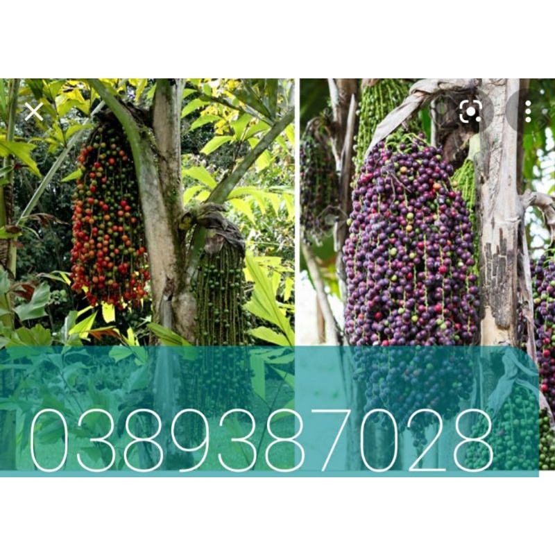 trái đủng đỉnh một ký