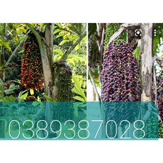 Trái đủng đỉnh một ký