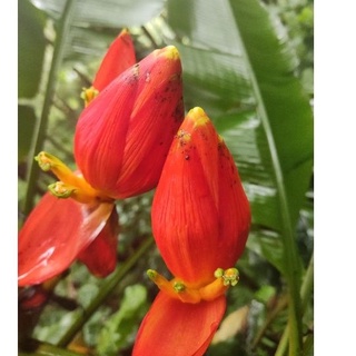 Cây giống chuối rừng làm cảnh