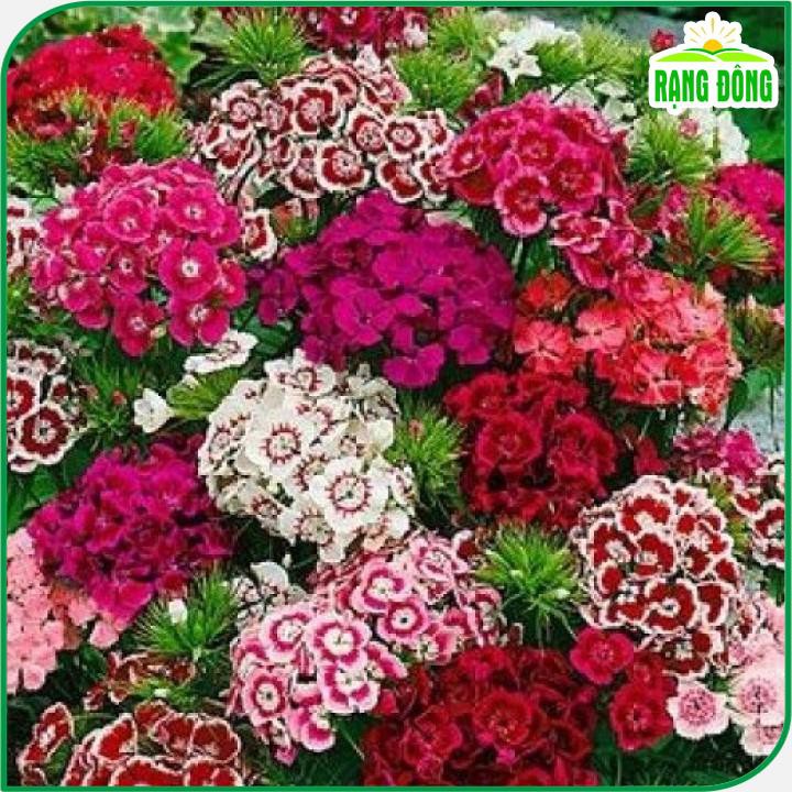 Hạt giống Hoa Cẩm Chướng Đơn Nhiều Màu, Dễ Chăm Sóc, Thích Hợp Trồng Chậu - Hạt giống Rạng Đông