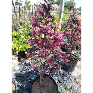 Cây hồng phụng hoa đỏ rực