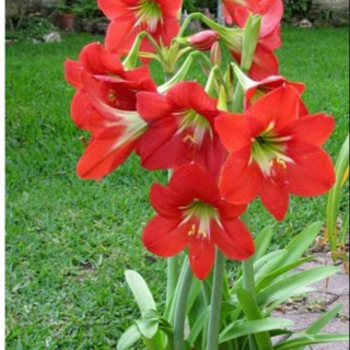 Cây giống hoa lan huệ đỏ cam ,gửi cây hình 2
