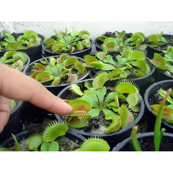 HẠT GIỐNG BẪY KẸP - 10 Hạt/ gói