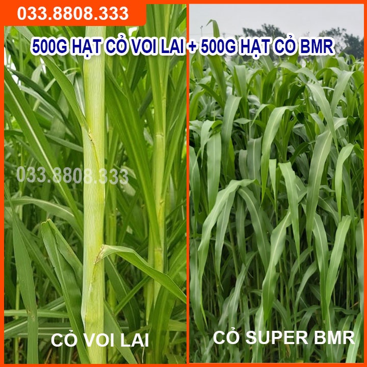 COMBO HẠT GIỐNG CỎ CHĂN NUÔI GỒM SUDAN SUPER BMR 500G VÀ MOMBASA GHINE 500G