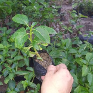 cẩm tú cầu bầu ổn định