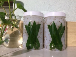 THẠCH DỪA ÉP KHÔ MINH TÂM