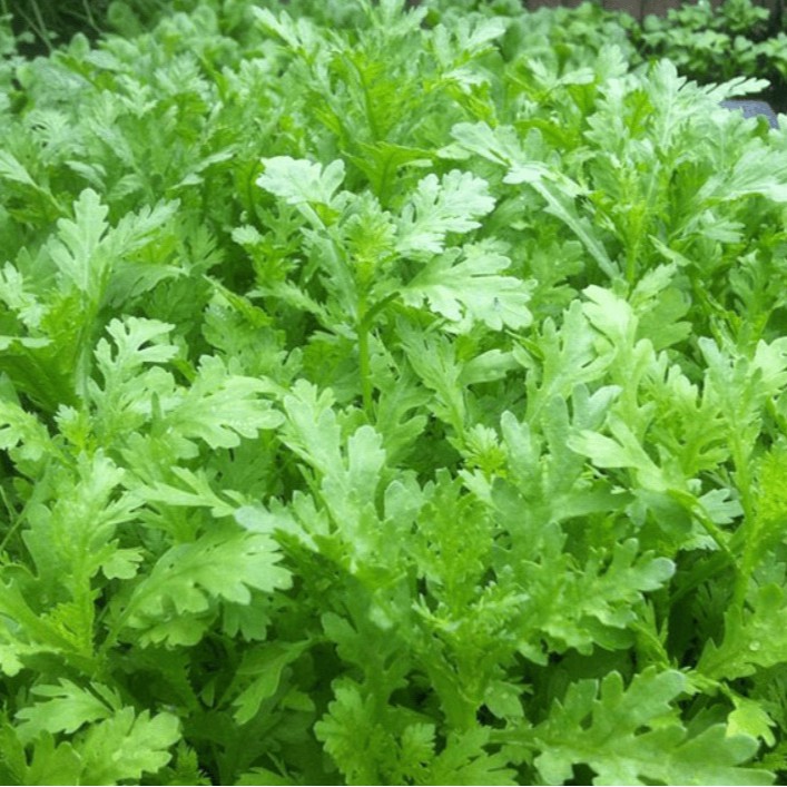 Hạt Giống Tần Ô Cúc Tẻ PN  - AN AN SAIGON