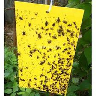 [Giá sỉ]Set 50 miếng dán bẫy côn trùng, ruồi vàng kích thước [BÁN BUÔN]