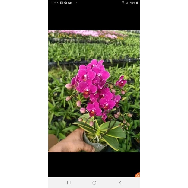 LAN HỒ ĐIỆP LÁ BIÊN MẶT HOA XỔ