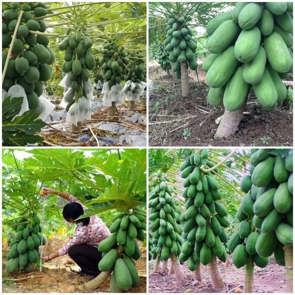 #Hạt_giống_đu_đủ