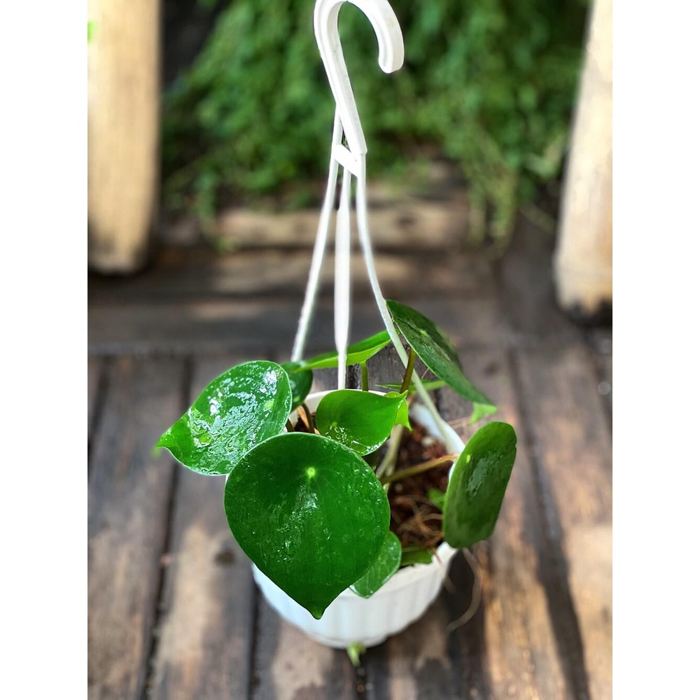 Cây Peperomia polybotrya Raindrop (Cây Giọt Mưa) chậu treo bí ngô