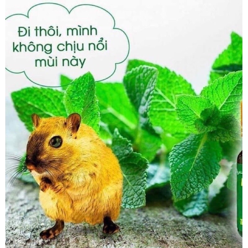 TINH DẦU BẠC HÀ NGUYÊN CHẤT HUYỀN THOẠI 30ml, Thơm mát - ngát hương - sảng khoái